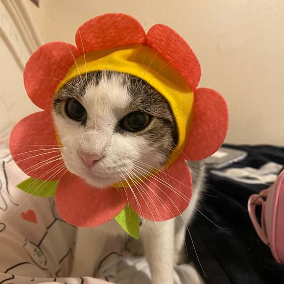 Meet your Posher, Paolamolina - Picture 1 of 1